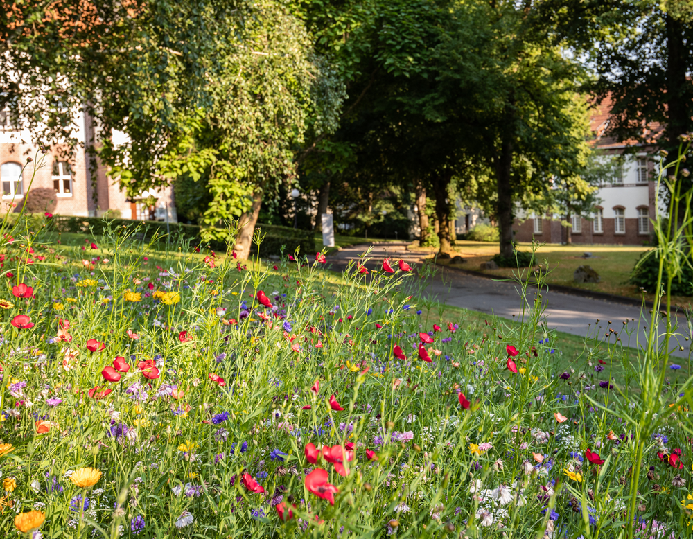 Eine Wildblumenwiese auf dem Klinikgelände.